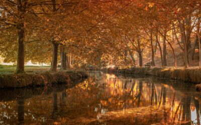 Problemy z zamówieniem w De Cecco – jak je rozwiązać?