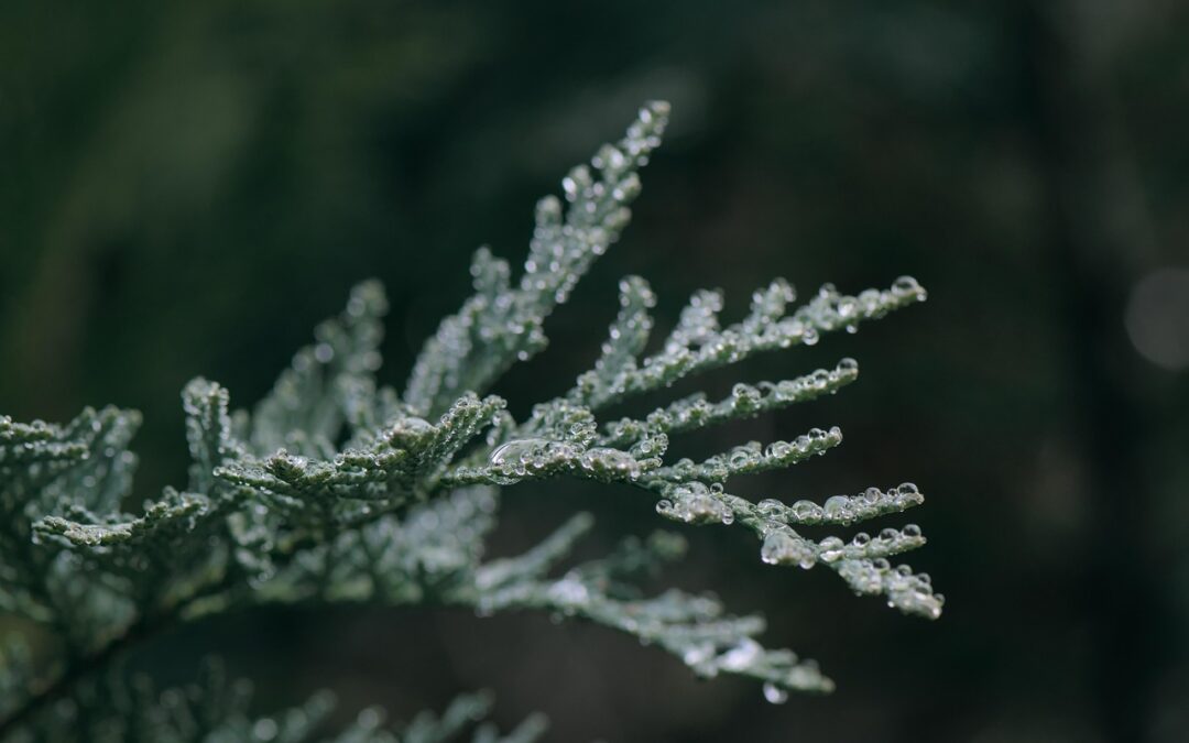 Co zrobić, gdy jedzenie z Kropla Beskidu jest niezgodne z zamówieniem?