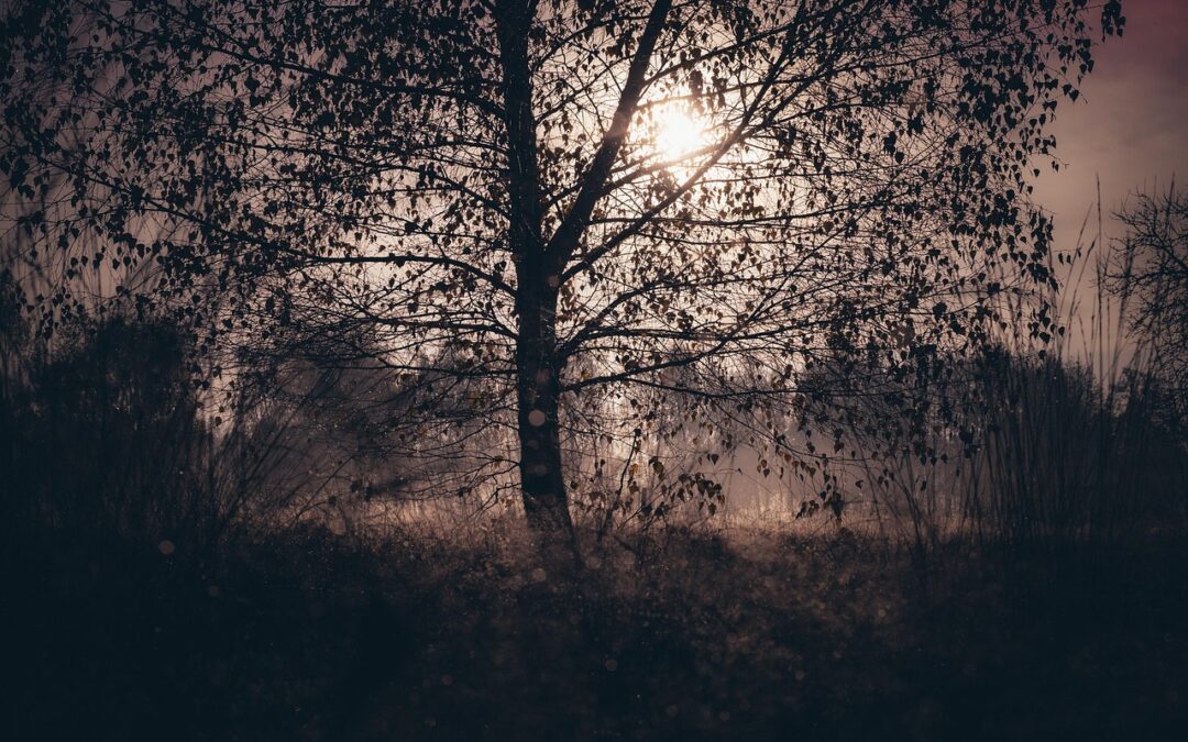 Kiedy należy Ci się odszkodowanie w przypadku zniszczenia samochodu przez drzewo?