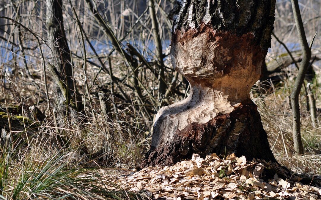 Odszkodowanie za niewłaściwą diagnozę