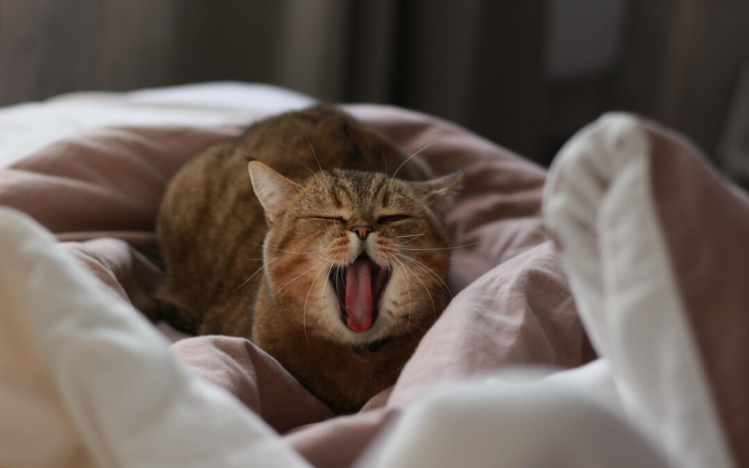 Jak działa UOKiK i kiedy warto się tam zgłosić?