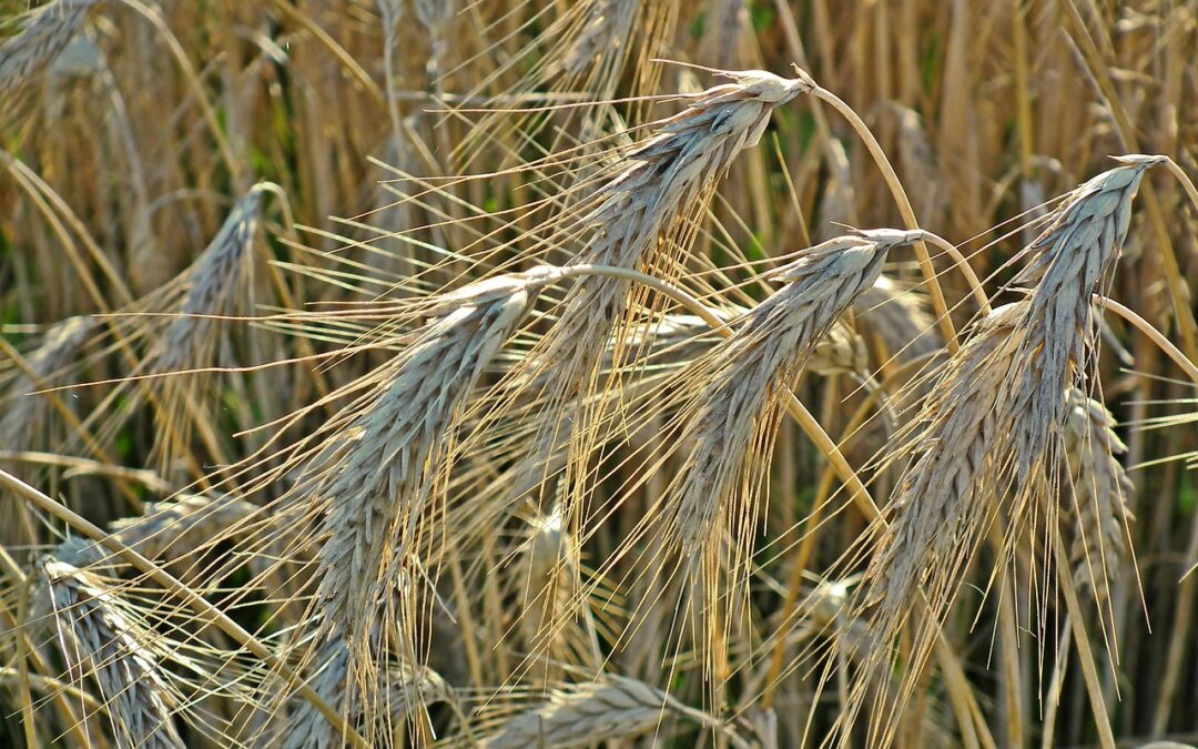 Jak złożyć reklamację w Piekarnia Złoty Kłos?