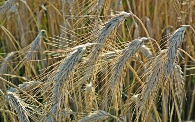 Jak złożyć reklamację w Piekarnia Złoty Kłos?