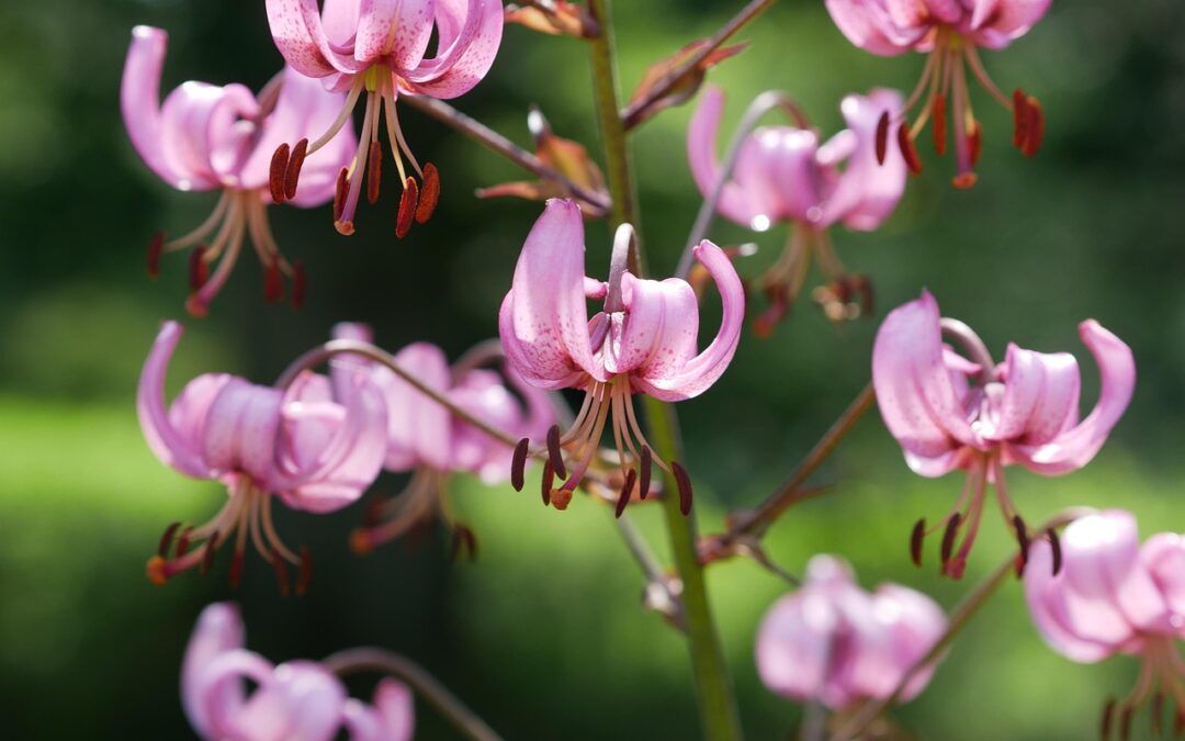 Co zrobić, gdy jedzenie z Turek jest niezgodne z zamówieniem?