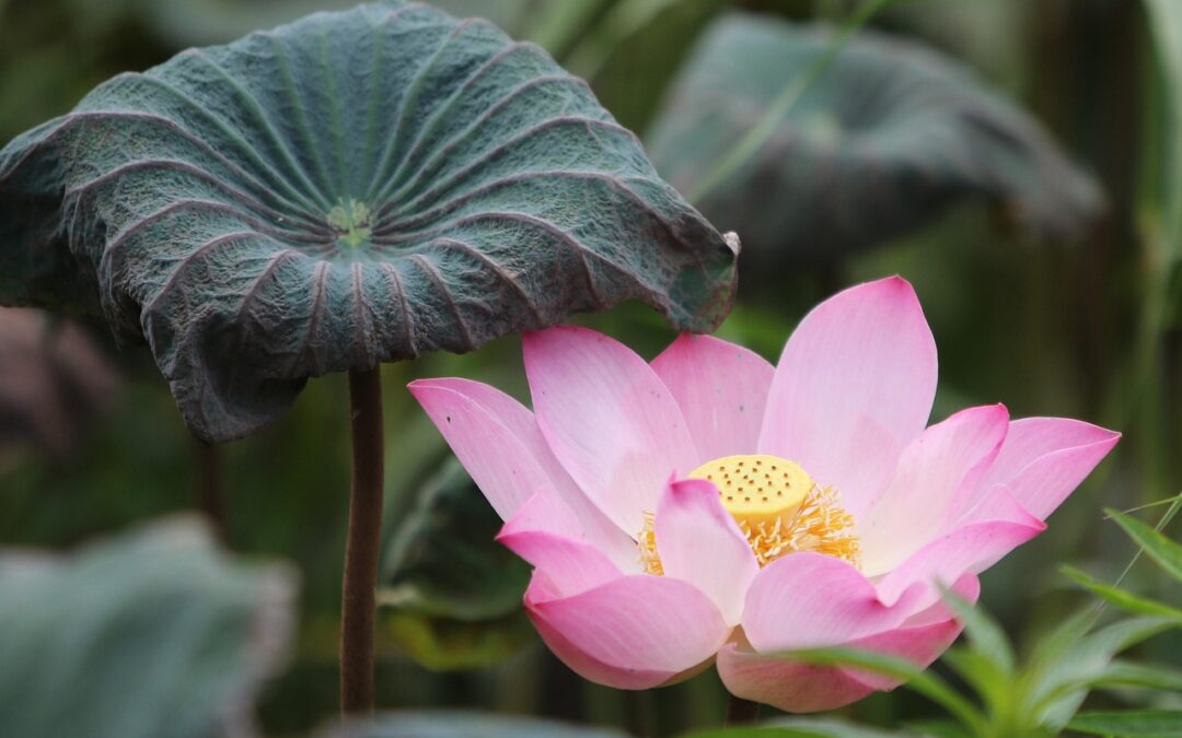Czy możesz uzyskać odszkodowanie za odwołanego lotu?